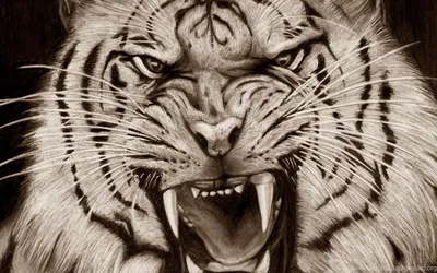 Постер \"Оскал тигра\" – купить по низкой цене с доставкой по России |  Интернет-магазин модульных картин Picasso