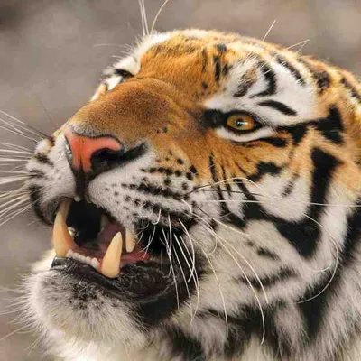 Тигр оскал эскиз - 64 фото