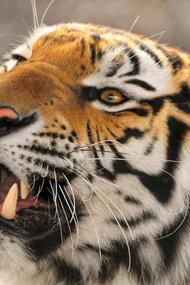 Фотообои Оскал золотого тигра купить в Оренбурге, Арт. 17-4295 в  интернет-магазине, цены в Мастерфресок