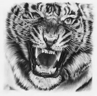 Злая тигрица - картинки и фото koshka.top