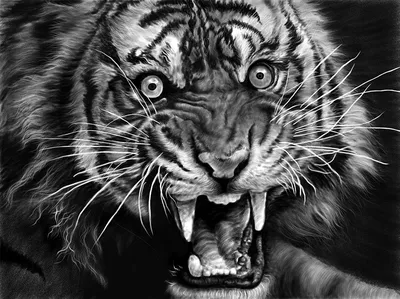 Скачать обои тигр, морда, хищник, амурский тигр, оскал тигра разрешение  640x960 #35871