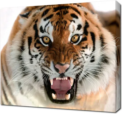 Алмазная мозаика Seichi Оскал тигра 30х40 см купить по цене 219 ₽ в  интернет-магазине Детский мир