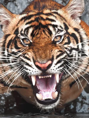 Фото тигра в формате PNG | Тигра с оскалом Фото №519075 скачать