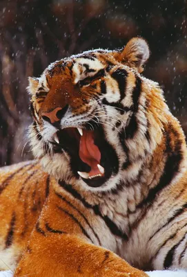 Фото тигра с открытой пастью 
