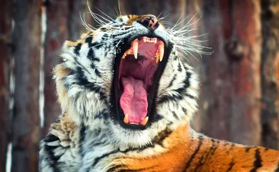 Скачать обои тигр, клыки, пасть, tiger, fangs разрешение 1280x1024 #16358