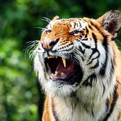 крупным планом фото тигра с открытой пастью, тигр смешные картинки,  животное, дикая природа фон картинки и Фото для бесплатной загрузки