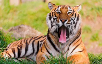 Тигр с открытой пастью идёт по сухой траве — Фото на аву | Тигр, Портреты  домашних животных, Кошачьи