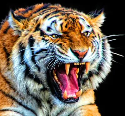 Суматранский тигр с открытой пастью | Премиум Фото