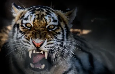 пугающий тигр с открытым ртом, лай тигра, Hd фотография фото фон картинки и  Фото для бесплатной загрузки