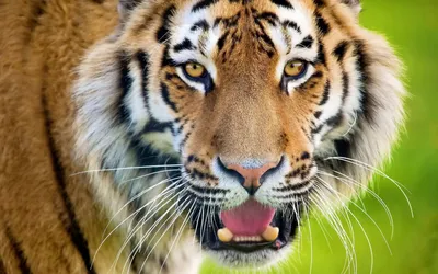 Тигр с открытой пастью» — создано в Шедевруме
