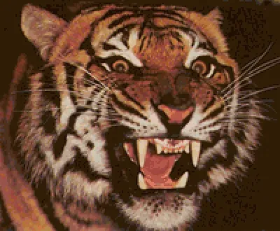 Крупный план тигра с открытой пастью, страшная картинка тигра фон картинки  и Фото для бесплатной загрузки