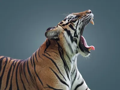 Морда тигра с открытой пастью | Обои для телефона