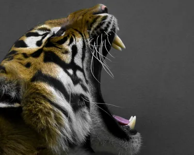 Тигр С Открытой Пастью В Зоопарке — стоковые фотографии и другие картинки  Африка - Африка, Горизонтальный, Дикая кошка - iStock