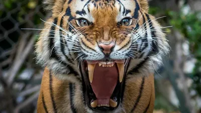 Тигр с открытой пастью | Премиум Фото