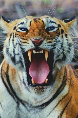 LinxOne постер на экокоже \"Большой тигр с открытой пастью 135\" / декор для  дома / интерьер / подарок / на стену / на кухню | AliExpress