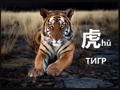 Жуткий соблезубый тигр злой, грязный…» — создано в Шедевруме