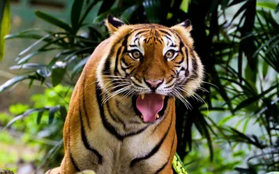 крупный план тигра с открытой пастью в лесу, тигр смотрит вверх с высунутым  языком, Hd фотография фото, бенгальский тигр фон картинки и Фото для  бесплатной загрузки