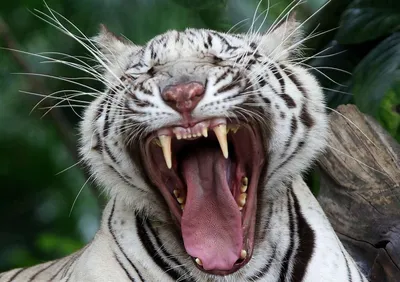 Фото тигра с повёрнутой головой и открытой пастью — Авы и картинки