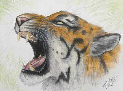 Как нарисовать саблезубого тигра поэтапно 5 уроков
