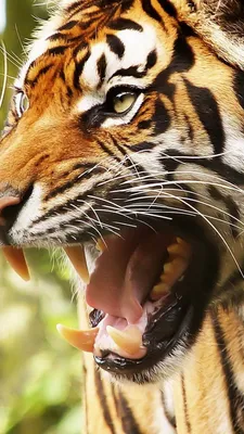 Тигры белые с открытой пастью — купить по низкой цене на Яндекс Маркете