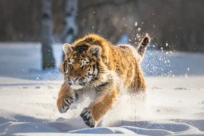 Фото тигра зимой 