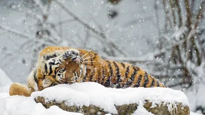Алматинский зоопарк - Как зимуют Амурские тигры? Эти животные  приспособились к холоду и снегу, поэтому им не нужны особые условия для  жизни зимой. У амурского, тигра мех самый густой и длинный, а