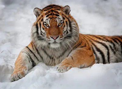 🐅 Амурский тигр 🐅 уходит в закат…» — создано в Шедевруме