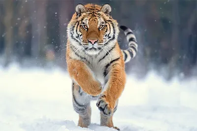 Амурский тигр зимой лежит на снегу…» — создано в Шедевруме