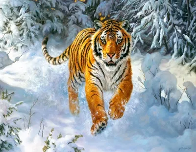 Картинки Тигра Зимой На Заставку – Telegraph