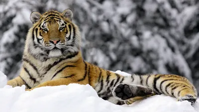 Амурский тигр зимой» — создано в Шедевруме