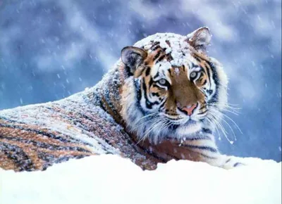 Нападение хищников на Памире: тигр растерзал домашний скот