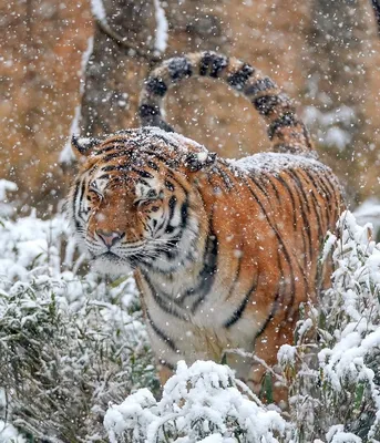 Тигр в снегу обои - 58 фото