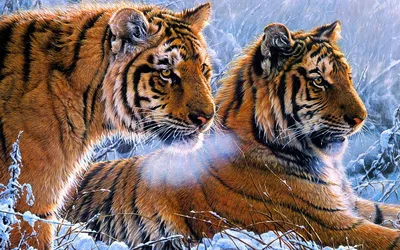 Тигр зимой - обои для рабочего стола, картинки, фото