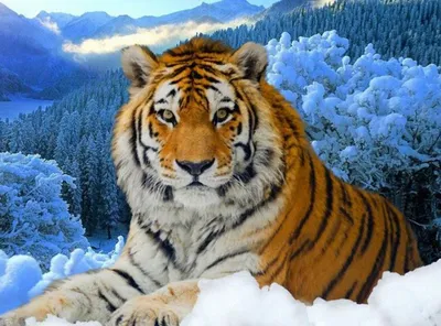 Тигр зимой - 74 фото