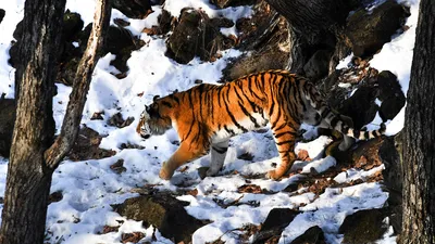сибирский тигр обнимает дерево зимой Стоковое Фото - изображение  насчитывающей млекопитающее, глубоко: 232994798