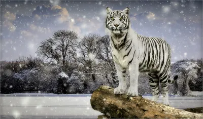 Портрет Сибирского Тигра Отдыхающего На Снегу Зимой Природа Из России —  стоковые фотографии и другие картинки Агрессия - iStock