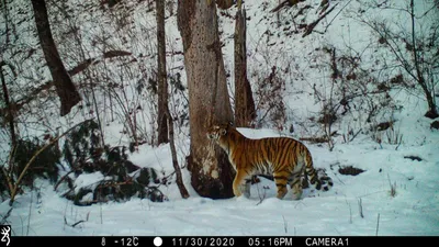 изображение тигра на открытой заснеженной местности, амурский тигр, Hd  фотография фото, бенгальский тигр фон картинки и Фото для бесплатной  загрузки