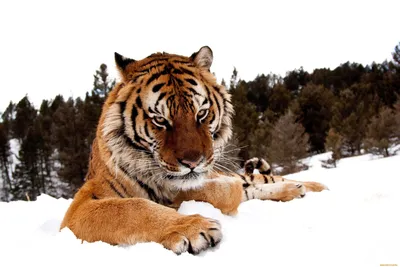 Тигр зимой стоковое фото ©kyslynskyy 18649339