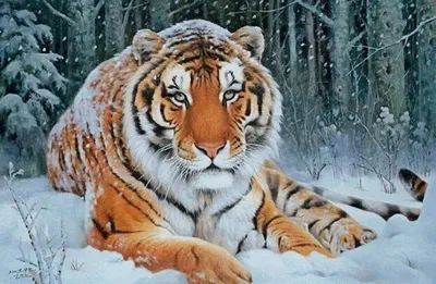 По следу тигра: В Сихотэ-Алинском заповеднике решили развивать зимний отдых  - Российская газета