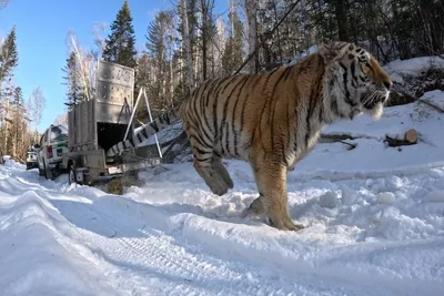 Изображение тигра сибирской зимы Стоковое Фото - изображение насчитывающей  тигр, тавром: 198054710