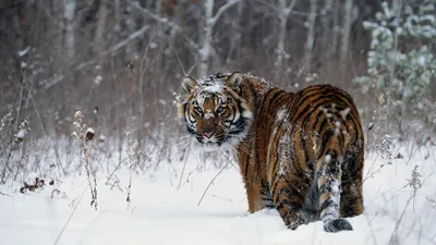 Редкие кадры охоты уссурийского тигра сделала фотоловушка - PrimaMedia.ru