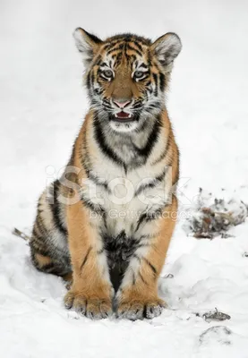 Зимний тигр | Пикабу