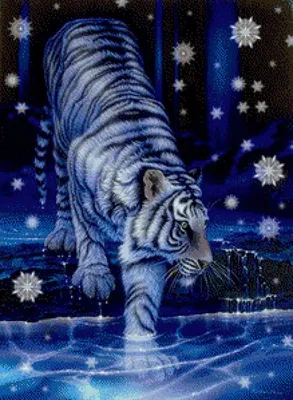 Скачать 1920x1080 тигр, зима, снег, прогулка обои, картинки full hd, hdtv,  fhd, 1080p