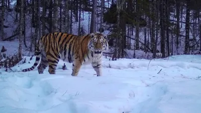 векторная иллюстрация тигра зимой в окружении снега и снежинок. Иллюстрация  вектора - иллюстрации насчитывающей бенина, художничества: 231563806