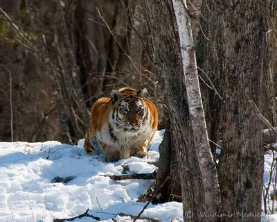 Амурский тигр: «царь тайги». Интересные факты из жизни большой дикой кошки  | Заметки о животных | Дзен