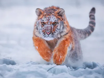 Картинки тигр, зима, кошка, хищник, снег, красиво, макро фото - обои  1680x1050, картинка №156405
