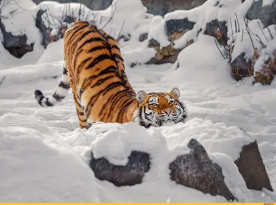 Сибирский тигр стоковое фото ©OndrejProsicky 145924371