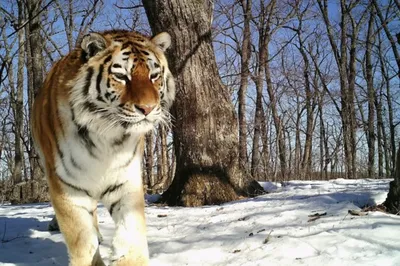 Врываются в дома, едят собак. Будут ли тигры выходить к людям этой зимой? |  Аргументы и факты - Хабаровск | Дзен