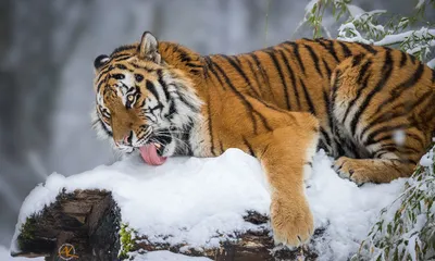 Запуск амурского тигра Красивый, динамичный и сильное животное Типичная  обстановка зимой Тайга Россия Altaica Тигра пантеры Стоковое Фото -  изображение насчитывающей тигр, угрожано: 169761776