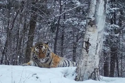 Нападение тигра на человека в Хабаровском крае 16 ноября: что известно на  21 ноября 2022 - KP.RU